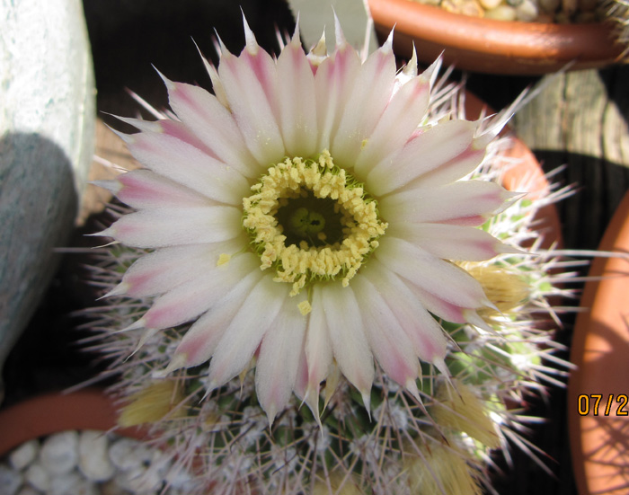 A. klimpelianum in flower